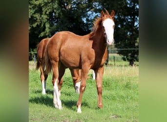 Quarter horse américain, Jument, 1 Année, 153 cm, Alezan