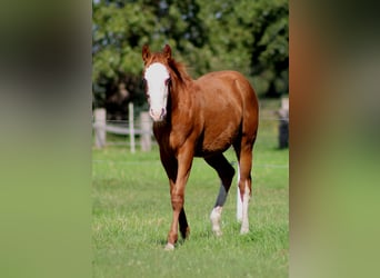 Quarter horse américain, Jument, 1 Année, 153 cm, Alezan
