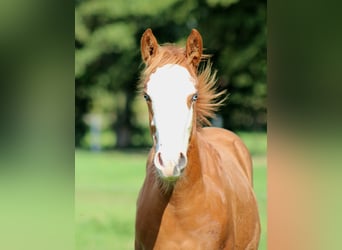 Quarter horse américain, Jument, 1 Année, 153 cm, Alezan