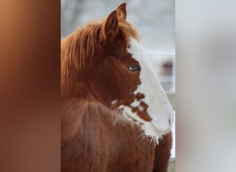 Quarter horse américain, Jument, 1 Année, 153 cm, Alezan