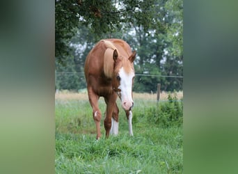Quarter horse américain, Jument, 1 Année, 153 cm, Alezan
