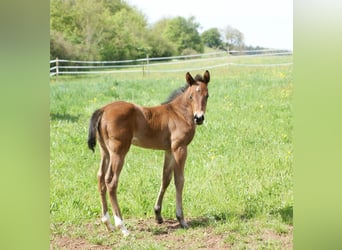 Quarter horse américain, Jument, 1 Année, 153 cm, Bai