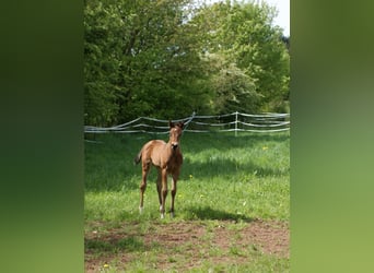 Quarter horse américain, Jument, 1 Année, 153 cm, Bai