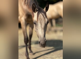 Quarter horse américain, Jument, 1 Année, 153 cm, Buckskin
