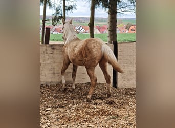 Quarter horse américain, Jument, 1 Année, 153 cm, Palomino