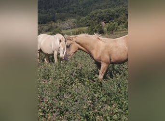 Quarter horse américain, Jument, 1 Année, 153 cm, Palomino