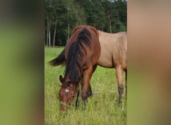 Quarter horse américain, Jument, 1 Année, 155 cm, Bai brun foncé