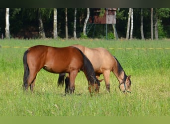 Quarter horse américain, Jument, 1 Année, 155 cm, Bai brun foncé