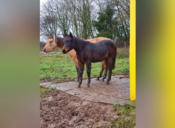 Quarter horse américain Croisé, Jument, 1 Année, 155 cm, Bai brun