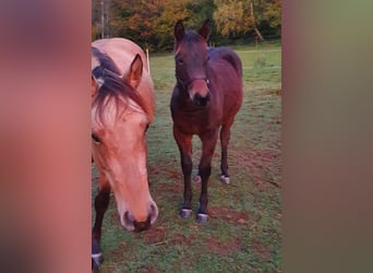 Quarter horse américain Croisé, Jument, 1 Année, 155 cm, Bai brun