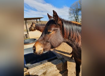 Quarter horse américain Croisé, Jument, 1 Année, 155 cm, Bai brun