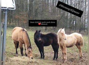 Quarter horse américain Croisé, Jument, 1 Année, 155 cm, Bai brun