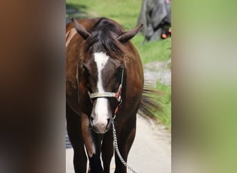 Quarter horse américain, Jument, 1 Année, 155 cm, Bai brun