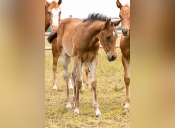 Quarter horse américain, Jument, 1 Année, 155 cm, Bai