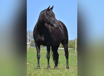 Quarter horse américain, Jument, 1 Année, 155 cm, Noir