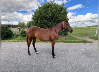 Quarter horse américain, Jument, 1 Année, 158 cm, Bai