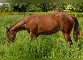 Quarter horse américain, Jument, 1 Année, 160 cm, Bai