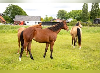 Quarter horse américain, Jument, 1 Année, 160 cm, Bai