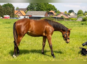 Quarter horse américain, Jument, 1 Année, 160 cm, Bai