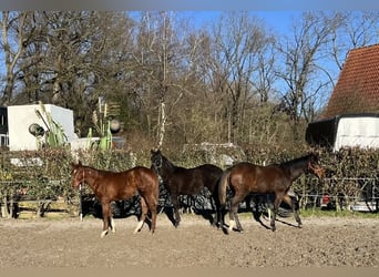 Quarter horse américain, Jument, 1 Année, 160 cm, Noir