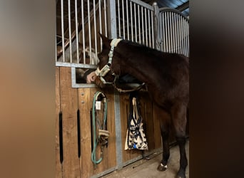 Quarter horse américain, Jument, 1 Année, 162 cm, Bai