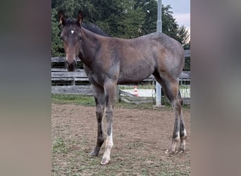 Quarter horse américain, Jument, 1 Année, 165 cm, Roan-Bay