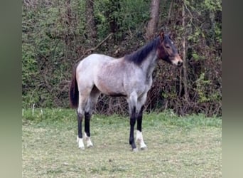 Quarter horse américain, Jument, 1 Année, 165 cm, Roan-Bay