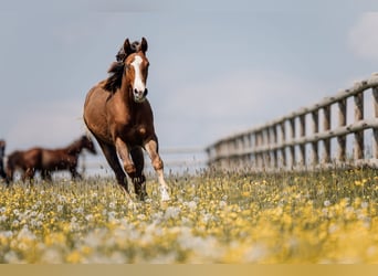 Quarter horse américain, Jument, 1 Année, Alezan brûlé