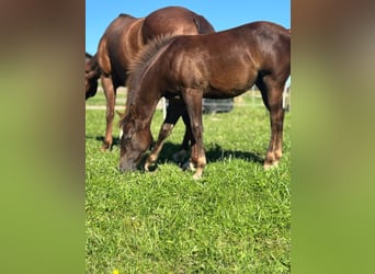 Quarter horse américain, Jument, 1 Année, Alezan brûlé