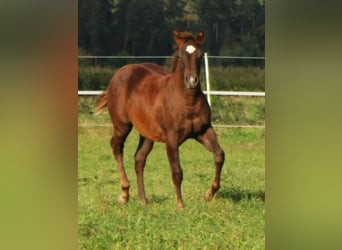 Quarter horse américain, Jument, 1 Année, Alezan brûlé