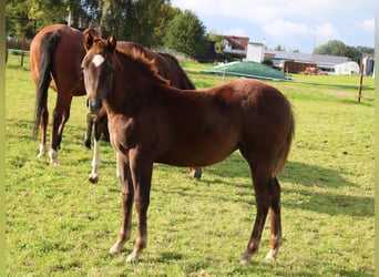 Quarter horse américain, Jument, 1 Année, Alezan brûlé