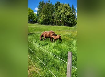 Quarter horse américain, Jument, 1 Année, Alezan brûlé