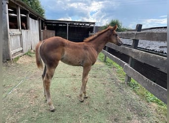 Quarter horse américain, Jument, 1 Année, Alezan brûlé