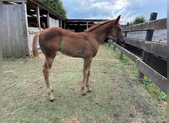 Quarter horse américain, Jument, 1 Année, Alezan brûlé