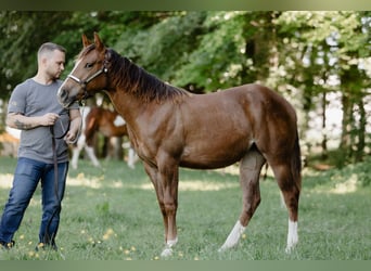 Quarter horse américain, Jument, 1 Année, Alezan