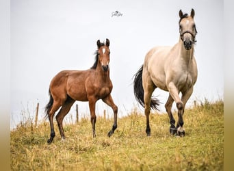 Quarter horse américain, Jument, 1 Année, Alezan