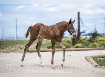 Quarter horse américain, Jument, 1 Année, Alezan