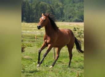 Quarter horse américain, Jument, 1 Année, Bai