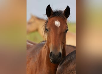 Quarter horse américain, Jument, 1 Année, Bai