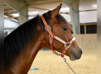 Quarter horse américain, Jument, 1 Année, Bai