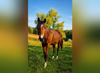 Quarter horse américain, Jument, 1 Année, Bai