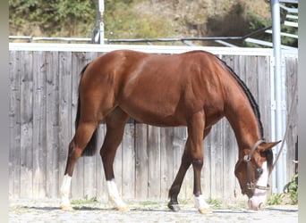 Quarter horse américain, Jument, 1 Année, Bai