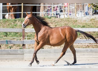 Quarter horse américain, Jument, 1 Année, Bai