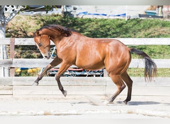 Quarter horse américain, Jument, 1 Année, Bai