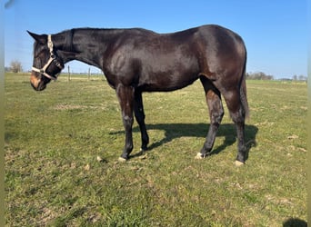 Quarter horse américain, Jument, 1 Année, Bai