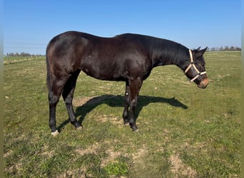 Quarter horse américain, Jument, 1 Année, Bai