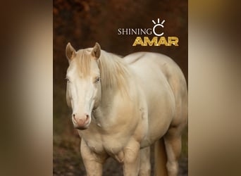 Quarter horse américain, Jument, 1 Année, Buckskin