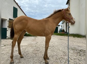 Quarter horse américain, Jument, 1 Année, Champagne