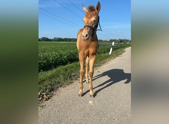 Quarter horse américain, Jument, 1 Année, Champagne