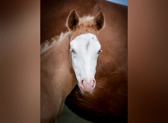 Quarter horse américain, Jument, 1 Année, Palomino